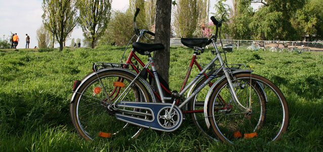 Zwei an einen Baum im Mauerpark gelehnte Fahrräder.