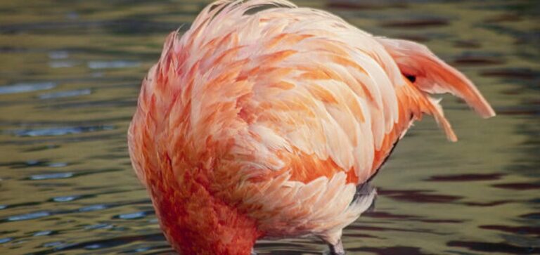 Flamingo taucht seinen Kopf unter Wasser